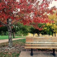 Photo Friday! Park bench, Autumn colors